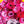 Gum & Roses - Dganit Blechner