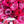 Shining Rose - Dganit Blechner